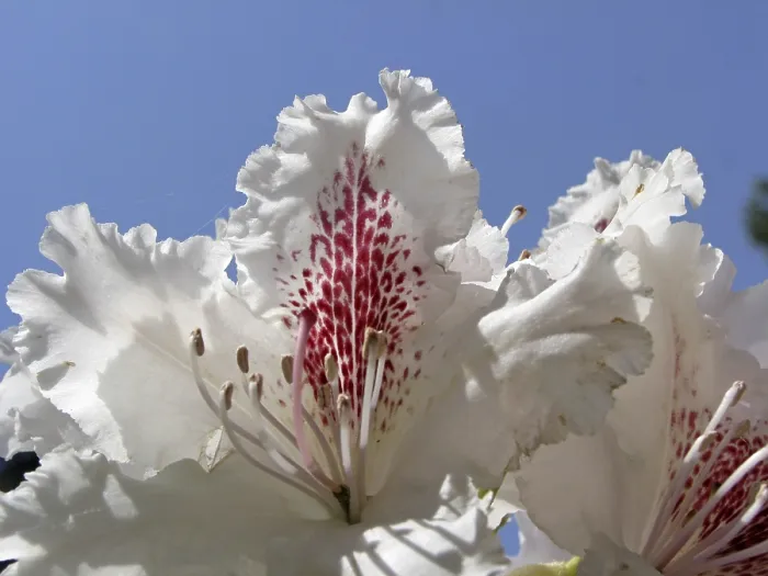 Gerahmter Druck : Rhododendron Progres' Rhododendron Progres Gerahmter Druck : Rhododendron Progres' Rhododendron Progres