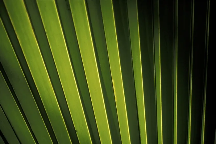 Gerahmter Druck : Blattstruktur der Palme (Coco de Mer) Gerahmter Druck : Blattstruktur der Palme (Coco de Mer)