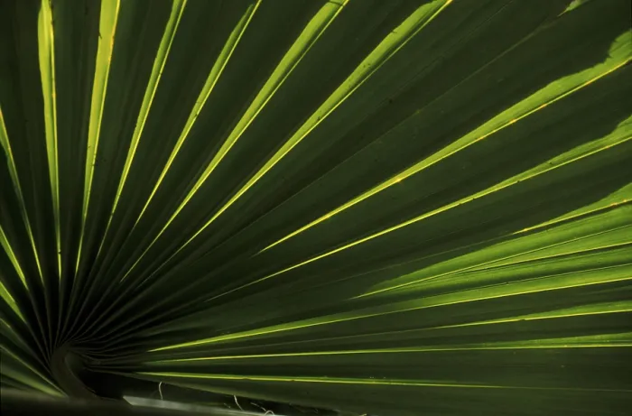 Gerahmter Druck : Blattstruktur der Palme (Coco de Mer) Gerahmter Druck : Blattstruktur der Palme (Coco de Mer)