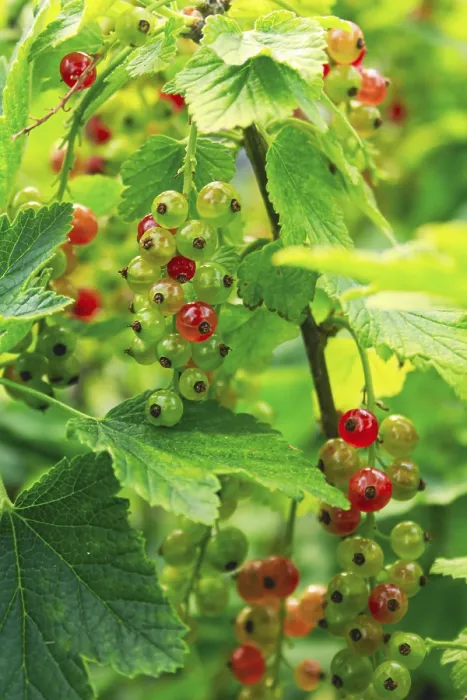 Gerahmter Druck : Ribes rubrum, Strauch mit Beeren. Gerahmter Druck : Ribes rubrum, Strauch mit Beeren.