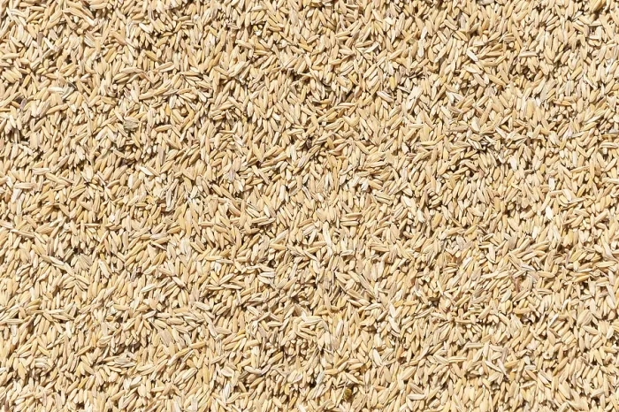 Gerahmter Druck : Rice Gerahmter Druck : Rice
