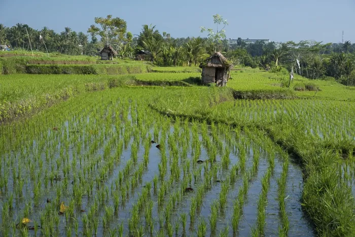 Gerahmter Druck : Reisfelder in Bali, Indonesien. Gerahmter Druck : Reisfelder in Bali, Indonesien.