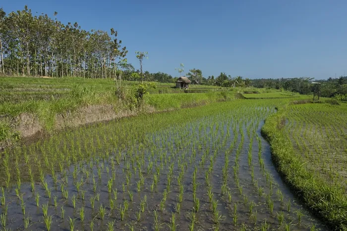 Gerahmter Druck : Reisfelder in Bali, Indonesien. Gerahmter Druck : Reisfelder in Bali, Indonesien.