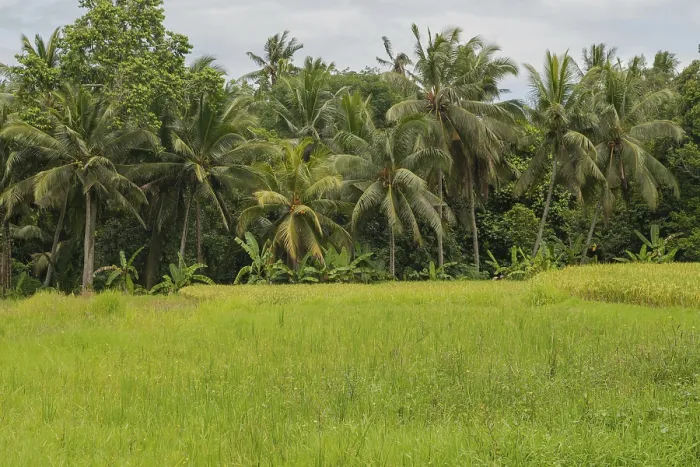 Gerahmter Druck : Reisfelder in der Landschaft, Ubud. Gerahmter Druck : Reisfelder in der Landschaft, Ubud.