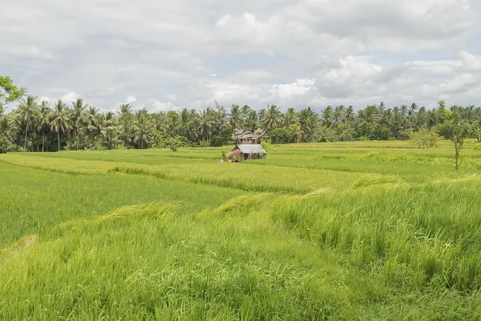 Gerahmter Druck : Reisfelder in der Landschaft, Ubud. Gerahmter Druck : Reisfelder in der Landschaft, Ubud.