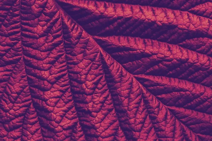 Gerahmter Druck : Reiches Maronen-Makro-Blatt-Texture Gerahmter Druck : Reiches Maronen-Makro-Blatt-Texture