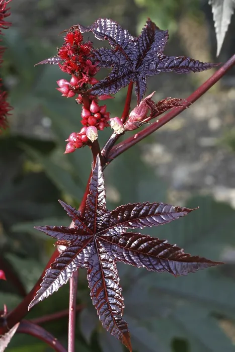Gerahmter Druck : Ricinus communis, Castoröl Gerahmter Druck : Ricinus communis, Castoröl