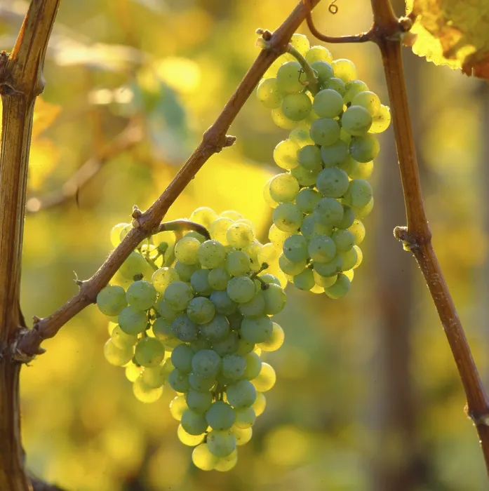 Gerahmter Druck : Rebsorte Riesling Gerahmter Druck : Rebsorte Riesling