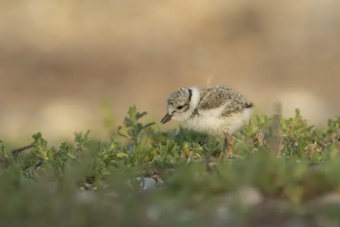 Gerahmter Druck : Ringente (Charadrius hiaticula) Jungtier, Küken von einem wassernahen Vogel sucht nach Nahrung auf einer Kiesstrand in der Sommerzeit. Gerahmter Druck : Ringente (Charadrius hiaticula) Jungtier, Küken von einem wassernahen Vogel sucht nach Nahrung auf einer Kiesstrand in der Sommerzeit.