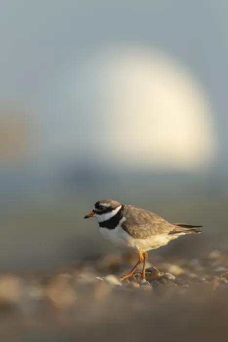 Gerahmter Druck : Ringente (Charadrius hiaticula) Gerahmter Druck : Ringente (Charadrius hiaticula)