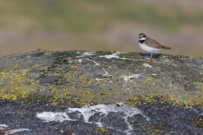 Gerahmter Druck : Ringralle (Charadrius hiaticula) Gerahmter Druck : Ringralle (Charadrius hiaticula)