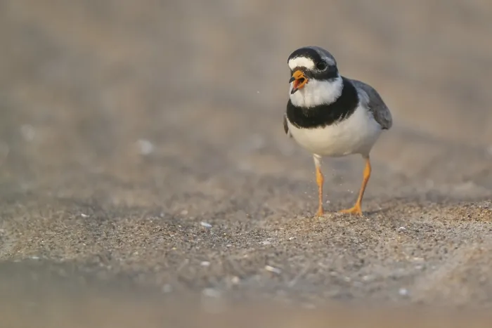 Gerahmter Druck : Ringralle (Charadrius hiaticula) Gerahmter Druck : Ringralle (Charadrius hiaticula)
