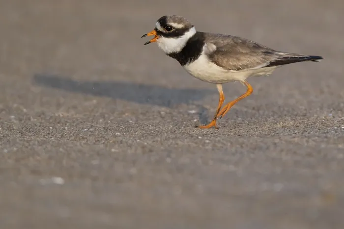 Gerahmter Druck : Ringralle (Charadrius hiaticula) Gerahmter Druck : Ringralle (Charadrius hiaticula)