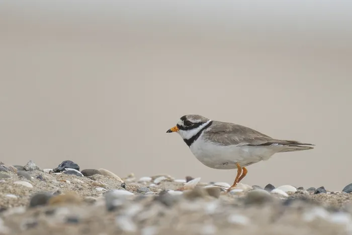 Gerahmter Druck : Ringente (Charadrius hiaticula) Gerahmter Druck : Ringente (Charadrius hiaticula)