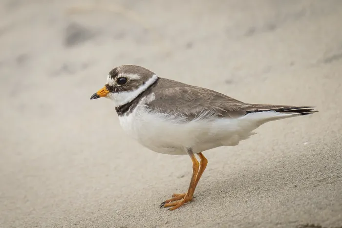 Gerahmter Druck : Ringralle (Charadrius hiaticula) Gerahmter Druck : Ringralle (Charadrius hiaticula)