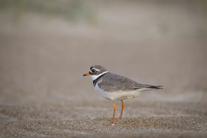 Gerahmter Druck : Ringralle (Charadrius hiaticula) Gerahmter Druck : Ringralle (Charadrius hiaticula)