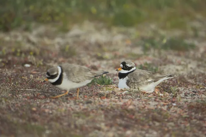 Gerahmter Druck : Ringralle (Charadrius hiaticula) brütet am Boden.