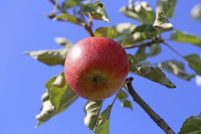 Gerahmter Druck : Reifes Apfel auf dem Baum. Gerahmter Druck : Reifes Apfel auf dem Baum.