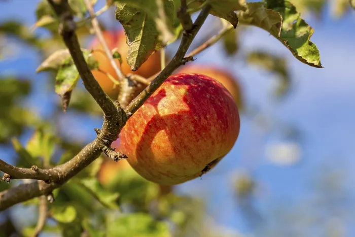 Gerahmter Druck : Reife Apfel am Baum. Gerahmter Druck : Reife Apfel am Baum.