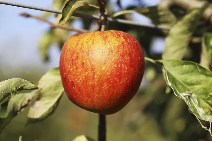Gerahmter Druck : Reife Apfel am Baum. Gerahmter Druck : Reife Apfel am Baum.