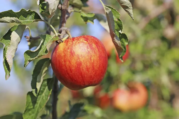 Gerahmter Druck : Reife Apfel am Baum. Gerahmter Druck : Reife Apfel am Baum.