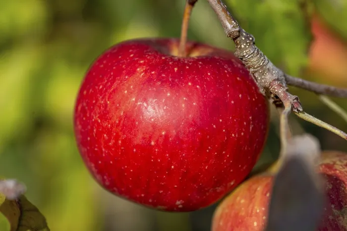 Gerahmter Druck : Reife Apfel am Baum. Gerahmter Druck : Reife Apfel am Baum.