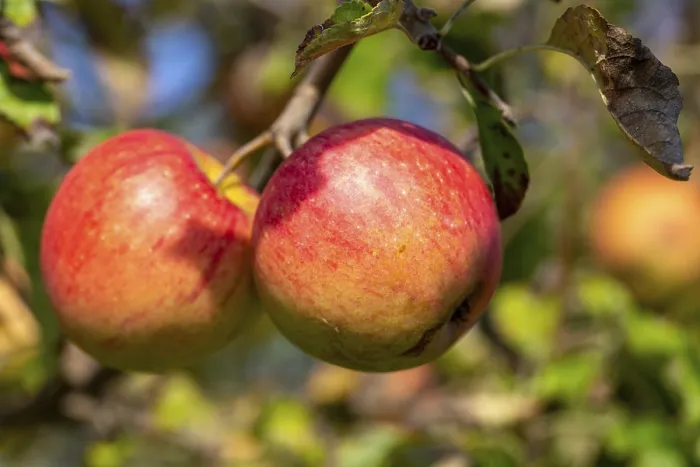 Gerahmter Druck : Reife Apfel am Baum. Gerahmter Druck : Reife Apfel am Baum.