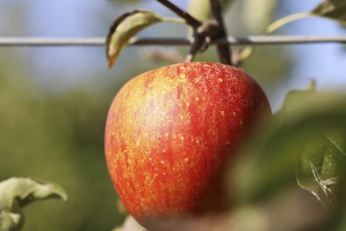 Gerahmter Druck : Reife Apfel am Baum. Gerahmter Druck : Reife Apfel am Baum.