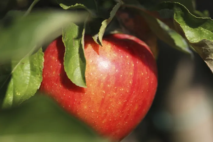 Gerahmter Druck : Reife Apfel auf dem Baum. Gerahmter Druck : Reife Apfel auf dem Baum.