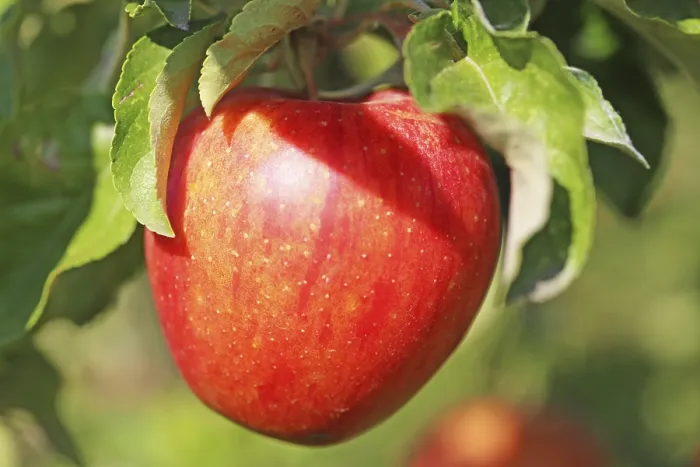 Gerahmter Druck : Apfel auf dem Baum Gerahmter Druck : Apfel auf dem Baum