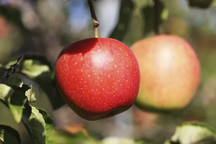 Gerahmter Druck : Apfel auf dem Baum Gerahmter Druck : Apfel auf dem Baum