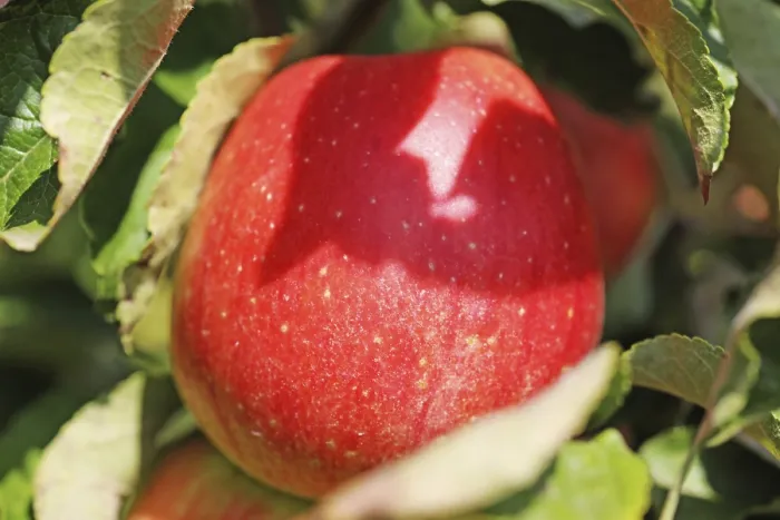 Gerahmter Druck : Reifes Apfel auf dem Baum. Gerahmter Druck : Reifes Apfel auf dem Baum.