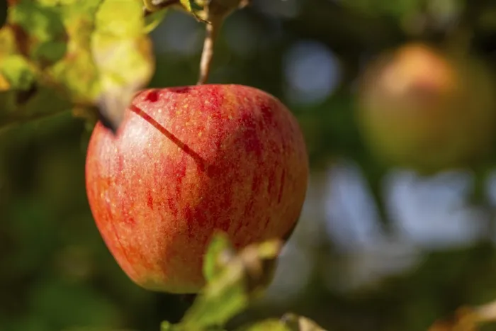 Gerahmter Druck : Reife Apfel am Baum. Gerahmter Druck : Reife Apfel am Baum.