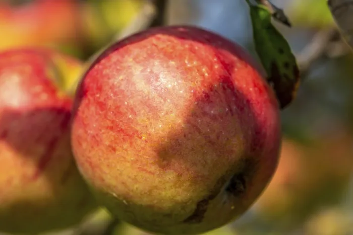 Gerahmter Druck : Reife Apfel am Baum. Gerahmter Druck : Reife Apfel am Baum.