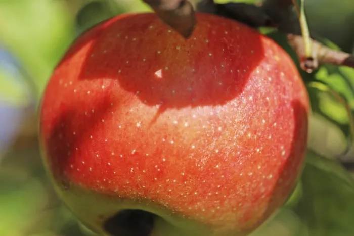 Gerahmter Druck : Reifes Apfel auf dem Baum. Gerahmter Druck : Reifes Apfel auf dem Baum.