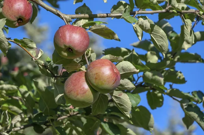 Gerahmter Druck : Reife Äpfel (Malus), am Baum. Gerahmter Druck : Reife Äpfel (Malus), am Baum.
