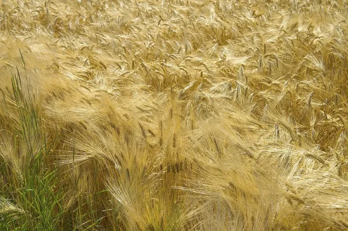 Gerahmter Druck : Reifes Gerste Gerahmter Druck : Reifes Gerste