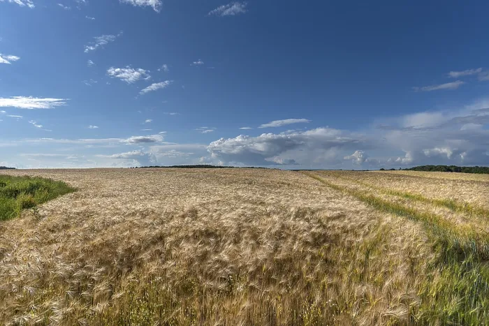 Gerahmter Druck : Reife Gerste (Hordeum vulgare) Gerahmter Druck : Reife Gerste (Hordeum vulgare)