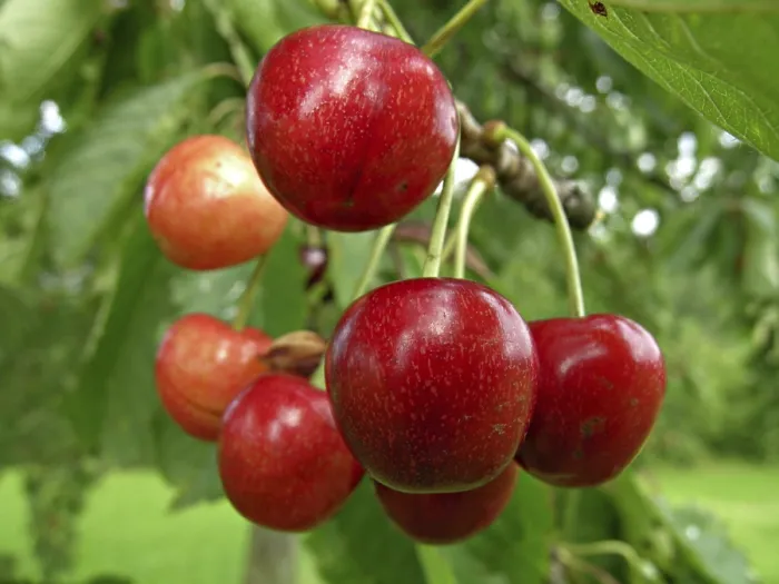 Gerahmter Druck : Reife Kirschen Gerahmter Druck : Reife Kirschen