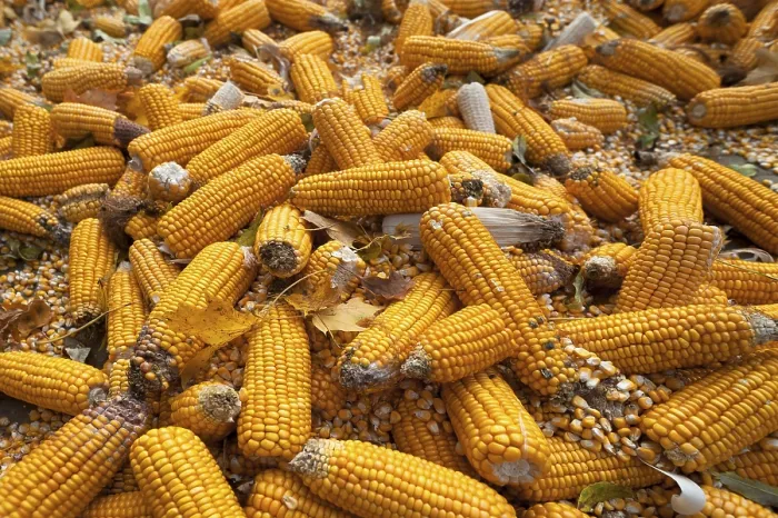 Gerahmter Druck : Reife Maiskolben, Mais (Zea mays subsp) Gerahmter Druck : Reife Maiskolben, Mais (Zea mays subsp)