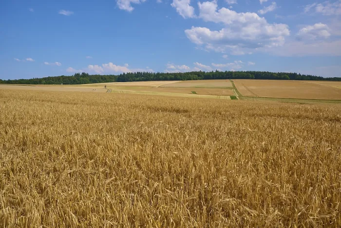 Gerahmter Druck : Reifes Kornfeld unter einem hellen Himmel. Gerahmter Druck : Reifes Kornfeld unter einem hellen Himmel.