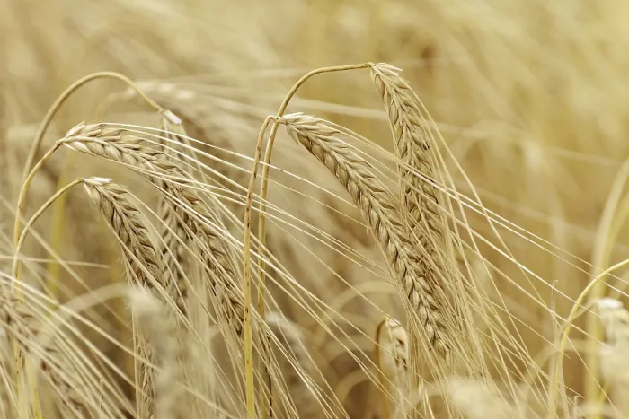 Gerahmter Druck : Reife Ears Of Rye In The Field Gerahmter Druck : Reife Ears Of Rye In The Field