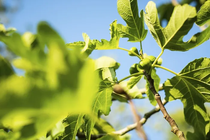 Gerahmter Druck : Reife Feigen auf einem Baum. Gerahmter Druck : Reife Feigen auf einem Baum.