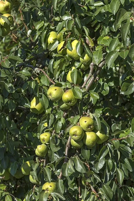 Gerahmter Druck : Reife Birnen (Pyrus) hängen an einem Baum. Gerahmter Druck : Reife Birnen (Pyrus) hängen an einem Baum.