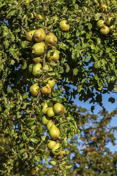 Gerahmter Druck : Reife Birnen (Pyrus) hängen an einem Baum. Gerahmter Druck : Reife Birnen (Pyrus) hängen an einem Baum.