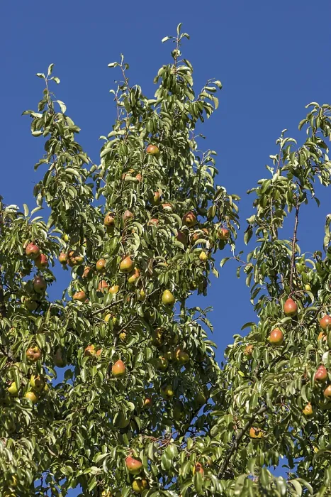 Gerahmter Druck : Reife Birnen (Pyrus) hängen an einem Baum, blauer Himmel, Bayern, Deutschland Gerahmter Druck : Reife Birnen (Pyrus) hängen an einem Baum, blauer Himmel, Bayern, Deutschland