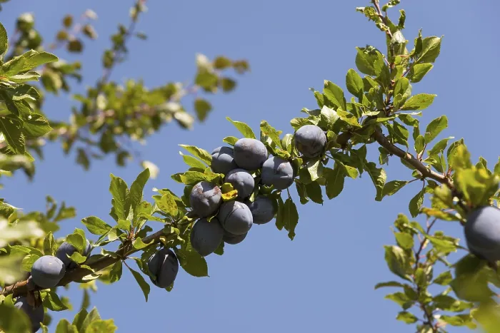 Gerahmter Druck : Reife Pflaumen hängen am Baum. Gerahmter Druck : Reife Pflaumen hängen am Baum.