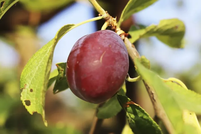 Gerahmter Druck : Reife Pflaumen am Baum. Gerahmter Druck : Reife Pflaumen am Baum.