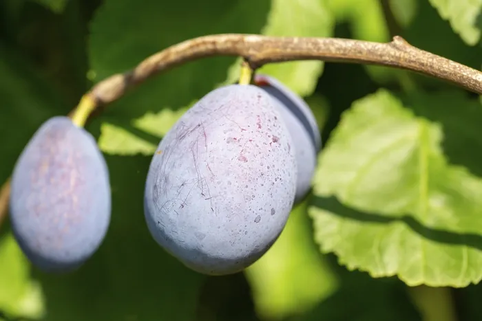 Gerahmter Druck : Reife Pflaumen auf dem Baum.