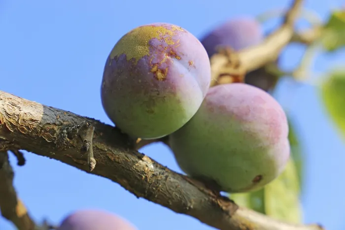 Gerahmter Druck : Reife Pflaumen am Baum. Gerahmter Druck : Reife Pflaumen am Baum.